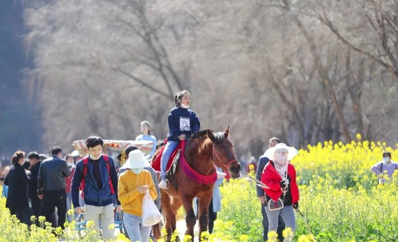 老年|温泉牧羊湖油菜花盛开，牛年第一抹暖色！