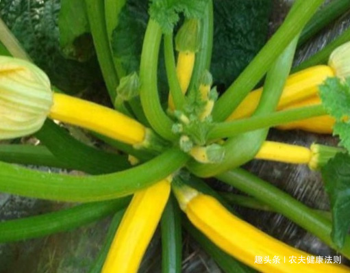 子宫癌|女性妇科病的天敌终于找到了,常吃防乳腺癌,保护卵巢,防子宫癌