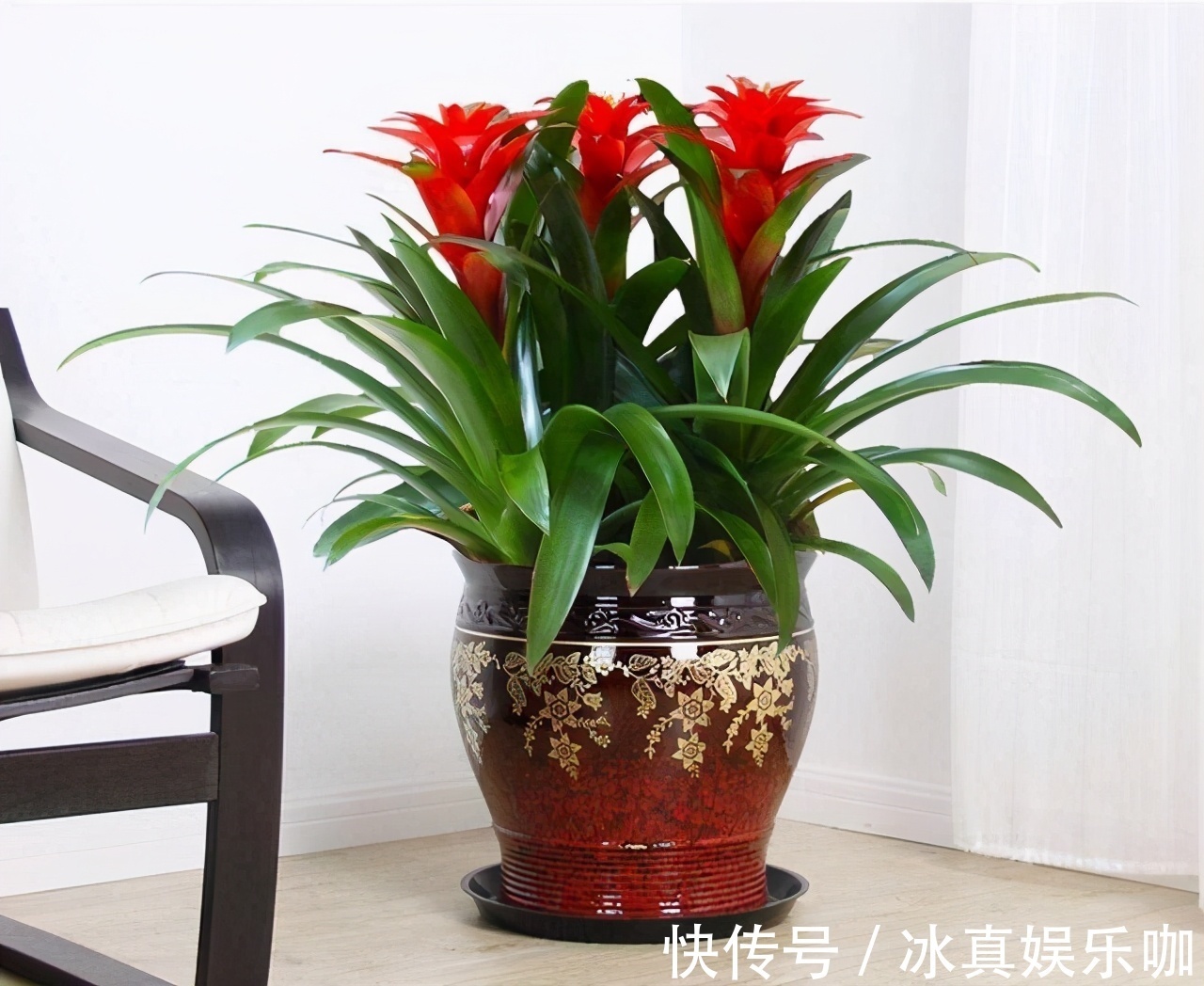 5种“红火花”,养在家里红红火火,鸿运当头,好看又吉利