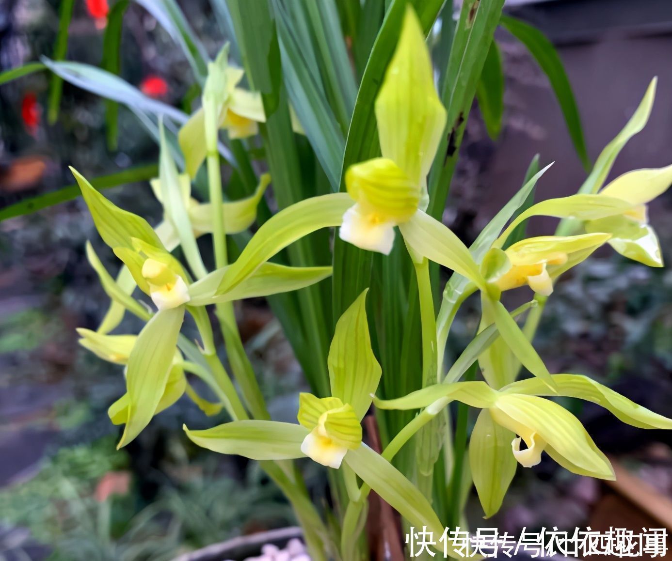 兰花|兰花施肥，掌握1句“口诀”，新芽“蹭蹭”冒，花朵“呼呼”开