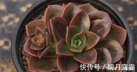 深色系的冷门多肉植物巧克力方砖 养出状态其实挺好看 粉紫色