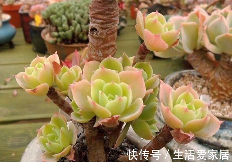 技巧|想要多肉快速长成老桩,教你一个小技巧,茎秆粗壮,新手也会养