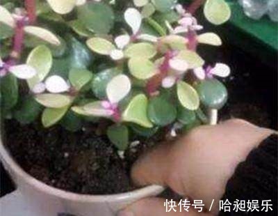 浇水|养花别再浇水,花都淹死了!老花匠教你们几招,养什么花都爆盆