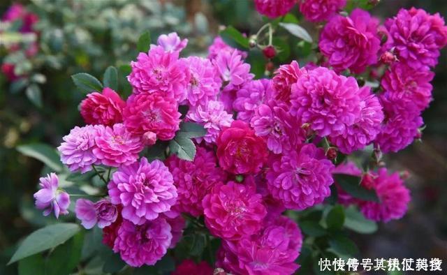 满屋|3种“香水”月季,适合阳台盆栽,花开一朵,满屋飘香