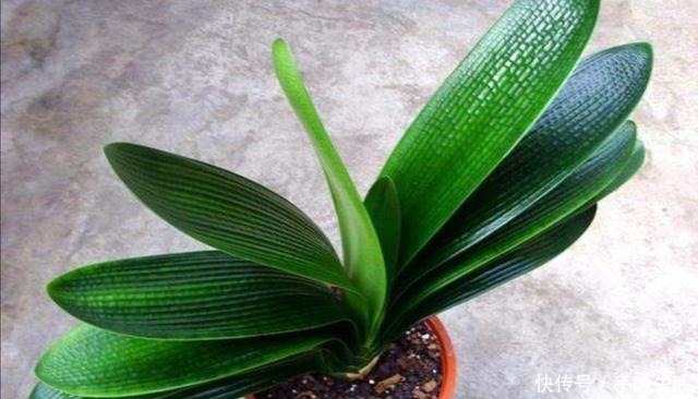 君子兰不用买,4个步骤培育出大量小苗,方法很简单!