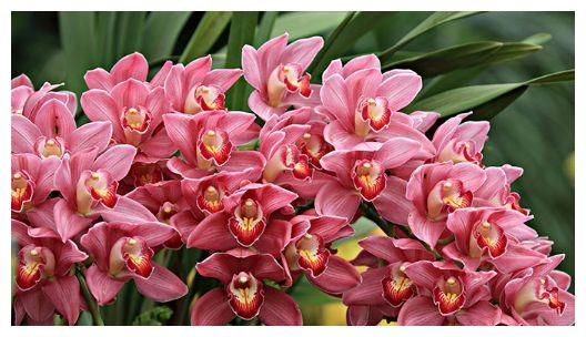 这些花都漂亮，美得像仙境，越养越喜欢，被惊艳到！