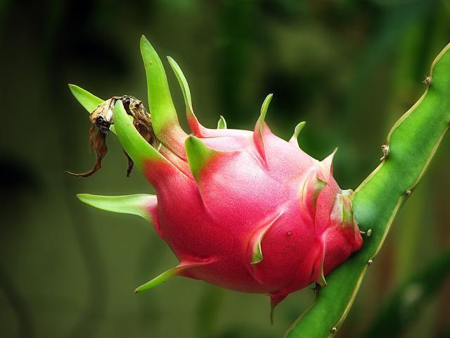 常吃红心火龙果好处多,但营养师提醒1类人一口都别多吃