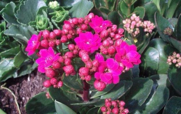 长寿花茎杆长了“气生根”，明白这些事，不再“脑袋疼”！