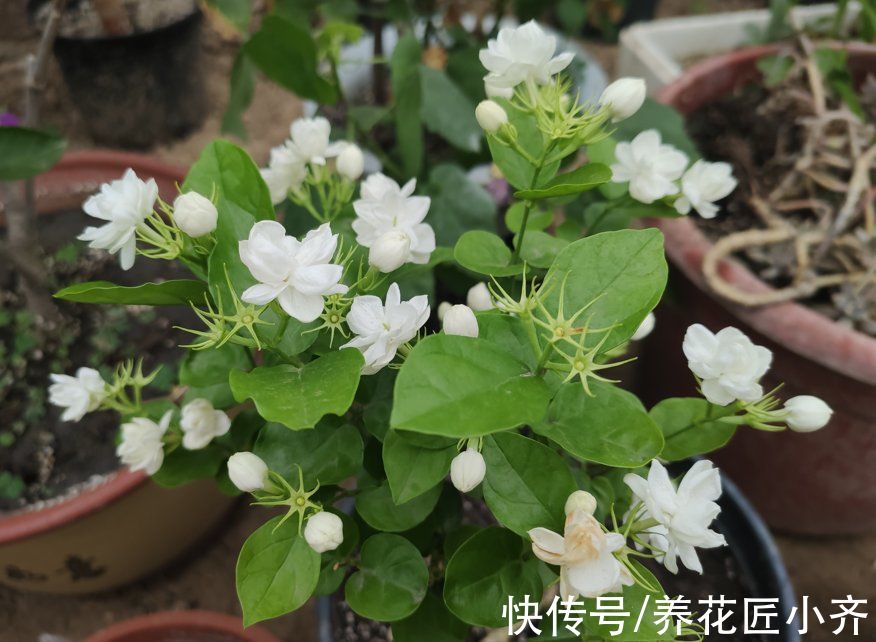 茉莉花秋末要“会养”，否则冬季黄叶落叶，春季难恢复