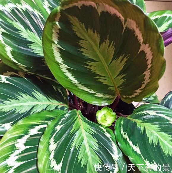 观叶绿植“竹芋”,明星绿植,很受欢迎,当年年轻人必养植物