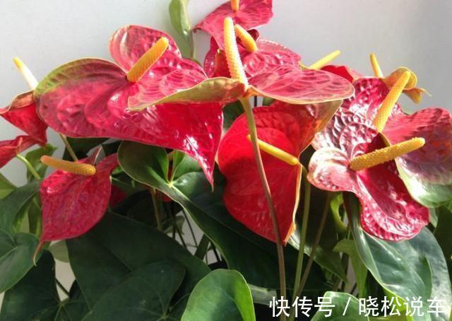 农历九月十八霜降后，养什么花？家里养3种花，春满人间福临小院