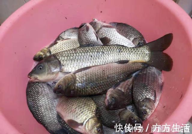 饲料|冬钓大板鲫自制窝料配方,成本低效果不错,制作特别简单