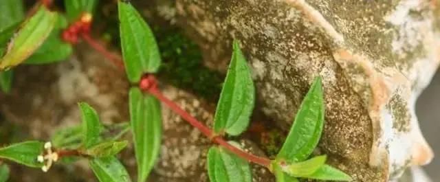 一种野草根像“人参”,农村人挖了当药材用,城里人却不识当杂草