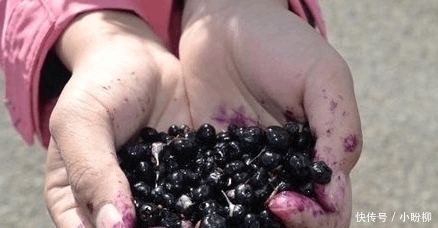 它是天然“阿司匹林”睡前吃两口,血管干净,血栓“躲着走”