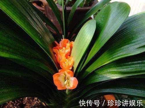 养护|山上的“这东西”，捡回来养护君子兰，轻松解决土壤板结问题！