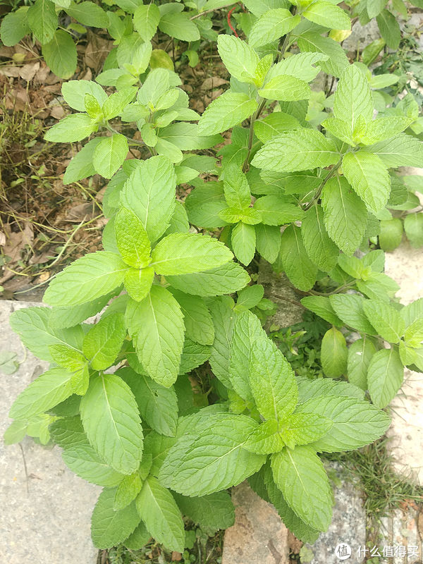 阳台养花系列-介绍几种适合阳台生存（够皮实）香料植物
