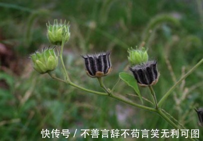 农村|农村生长的一种野草,看到了就采摘,因为在城里是个宝