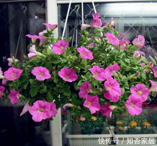 牵牛花|真正懂花的人,都会养这3种花,爆盆快寓意好还能养人