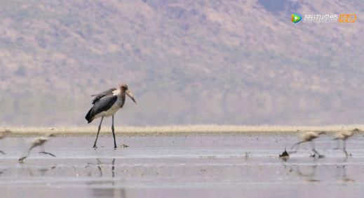 9.8分超惊艳，这神作终于不用找资源，我一口气看完5集