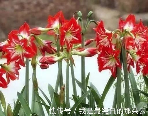 养花要心狠,特别是此5种花,剪得越狠长得更好,株型繁茂