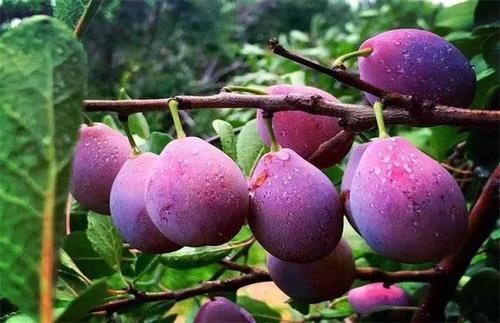 营养|秋天到了，每周吃一次以下食物，营养丰富，滋补身体，早吃早好