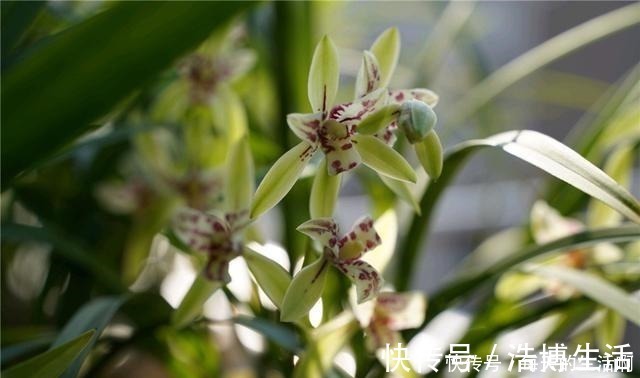 微酸性|厨房这1料,养兰“特有效”,一洒一喷,兰花生根快,新芽蹿不停!