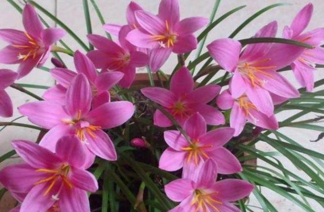 家里阳台就养这些花朵,超好养,开花就爆盆,花大色艳,开花超美