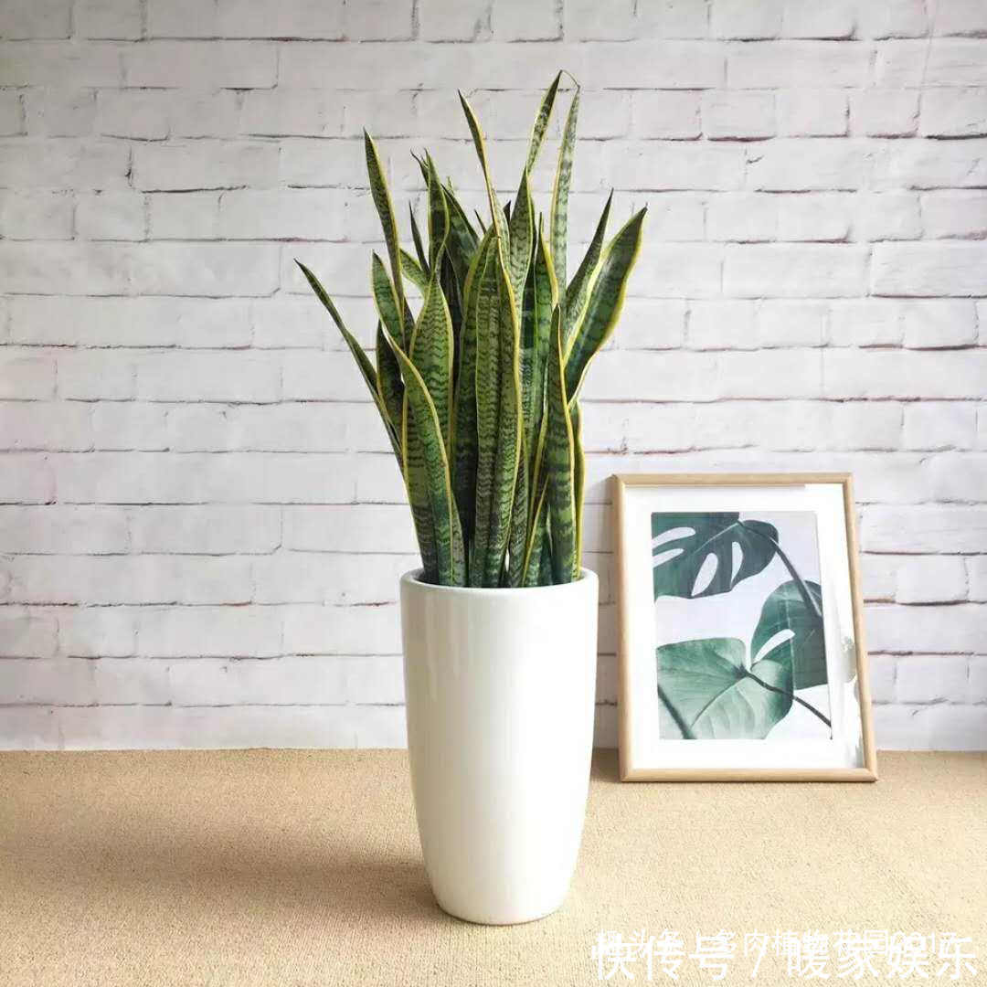 花土底部加上两样东西，虎皮兰长得欢