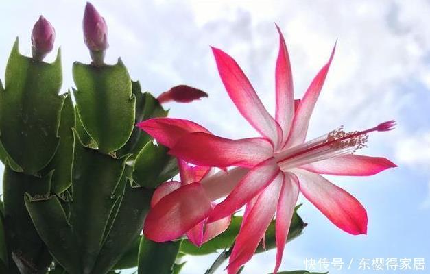 茎叶|蟹爪兰又名锦上添花,有很高的园艺观赏价值,那她的花语是啥