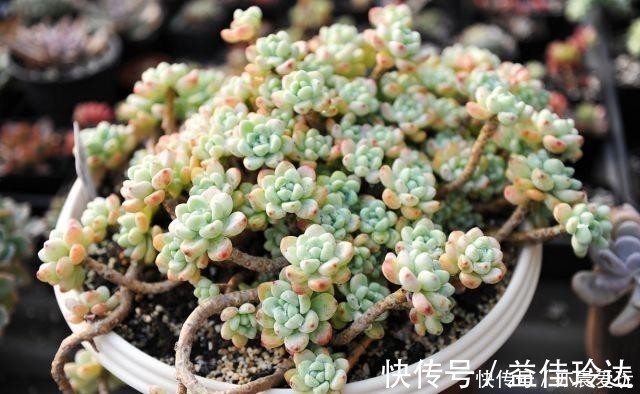 老桩|四种“零差评”多肉推荐，颜值不比桃蛋低，还容易成老桩