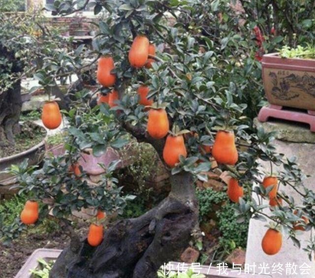 上万1棵的“盆景树”，养2盆“镇宅”，观赏价值也高，关键值钱！