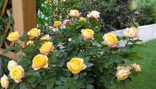 养花配土有讲究,3种花配土此样做,枝叶茂盛开花量大