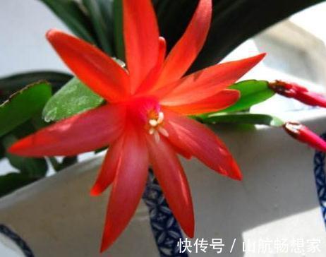 室内养盆“大荷花”,一盆胜过10盆,花朵大又艳,花开四季拉不