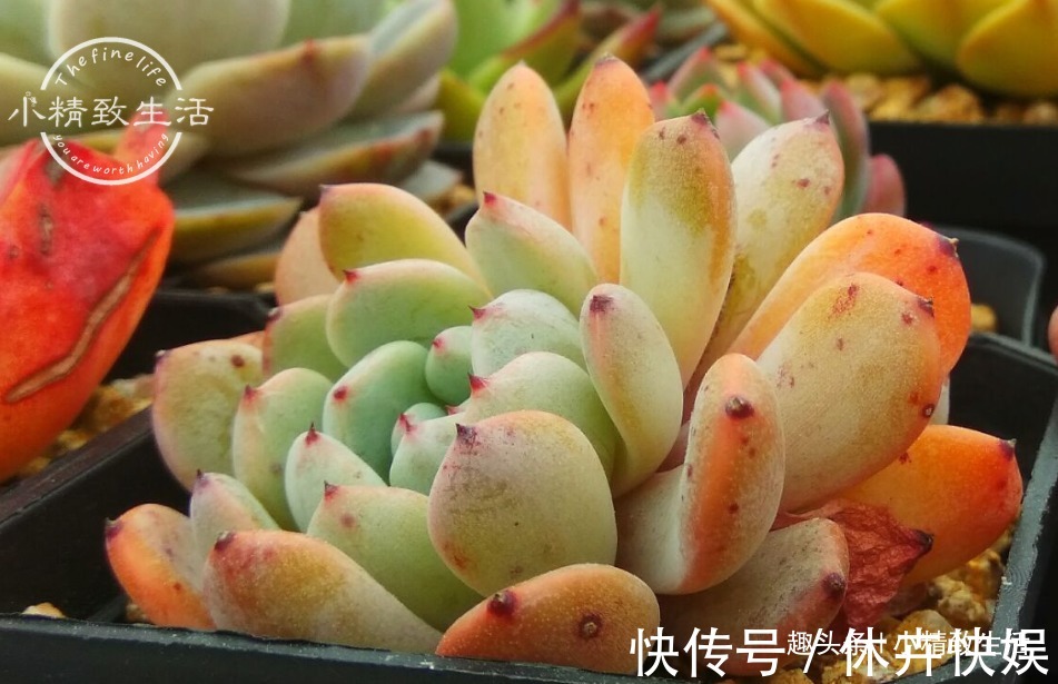 别以为立秋了,多肉就安全了,还有“秋老虎”,不要掉以轻心哦