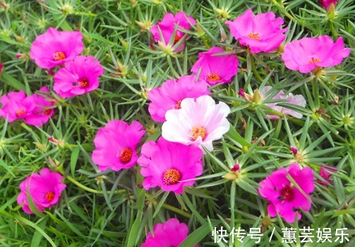 懒人都养不死的几朵花,娇憨可爱,好看好养活,次次开花爆盆