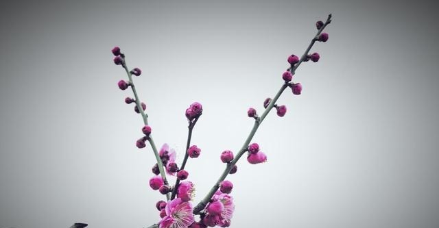 弟弟|诗文多奇字的宋祁他的风花雪月活出了无数人向往的生活