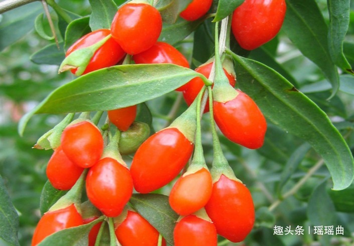 长寿|此花全身都是宝,是传统的名贵中草药,美丽婀娜,有着长寿的寓意
