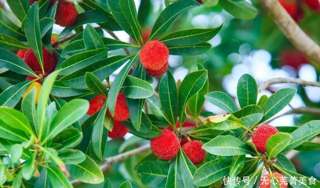 淘沙富硒西|江西水果有哪些好吃、有名江西18种特产水果,你吃过几种