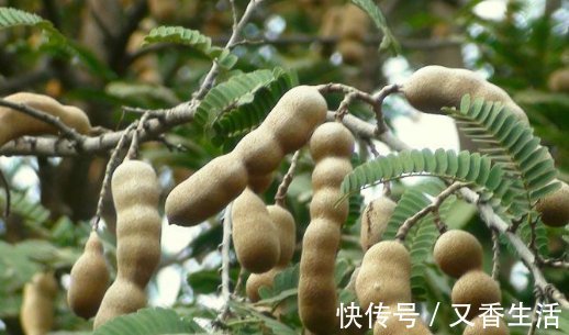 子宫|女性多吃几种食物,调经去宫寒,排出子宫毒素,越吃越年轻