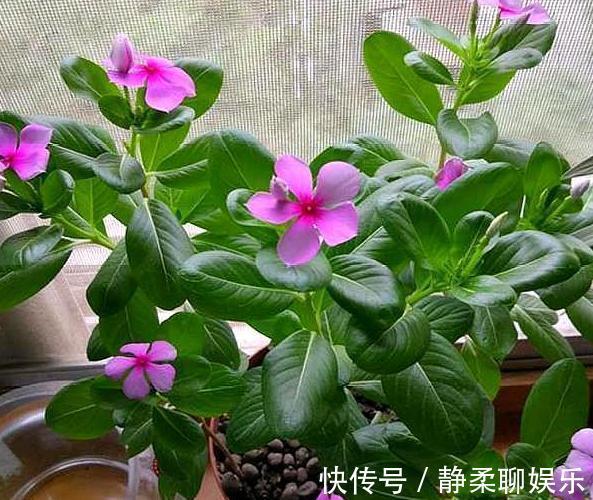 养花旧土,按这2步“翻新”,无菌、无害虫,营养更全面