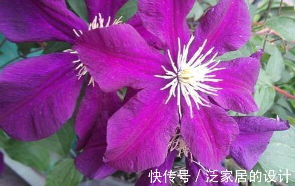 金碧桃|农历8月8日过后,客厅适合养4种花,花朵烂漫迷人,开花幽香暗淡