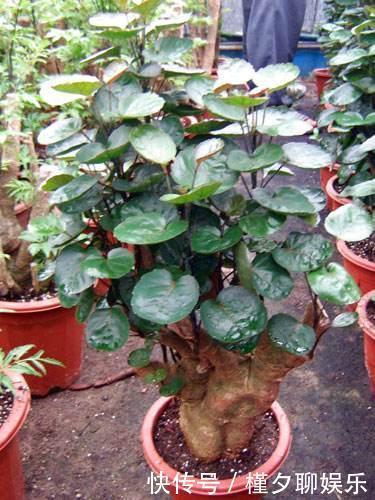 烂根|秋天养花,切忌“乱施肥”,4个“错误”要避免,要不谁也养不活