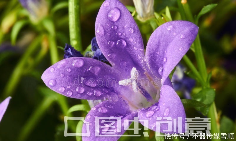 月季|大理发现一户人家院子，那叫一惊艳！看到就不想走，真是令人向往