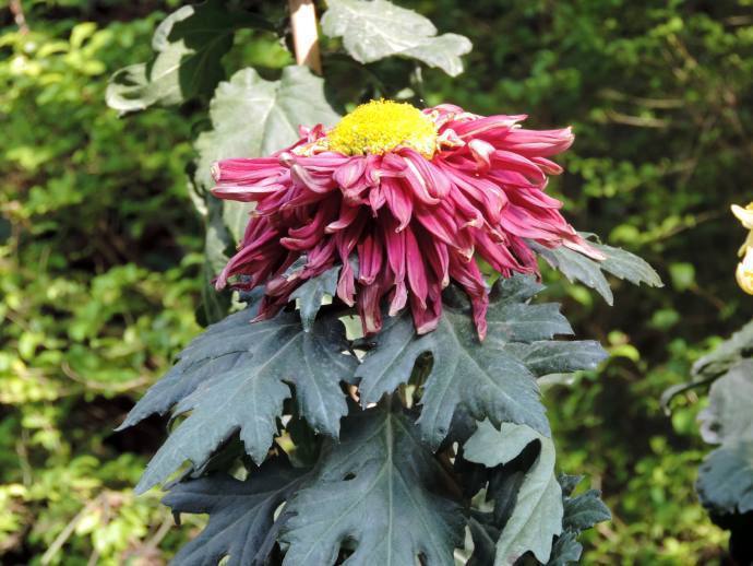 喜欢菊花，就养盆“盘龙系列菊花”盘龙托桂，红花金顶，别具风韵