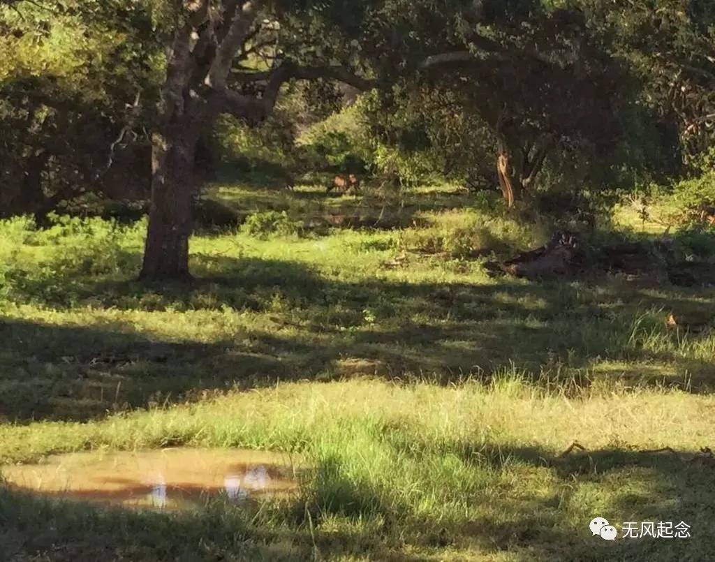 锡兰王子&外国王子到中国逃难,在中国生根发芽,还因此产生一独特姓氏