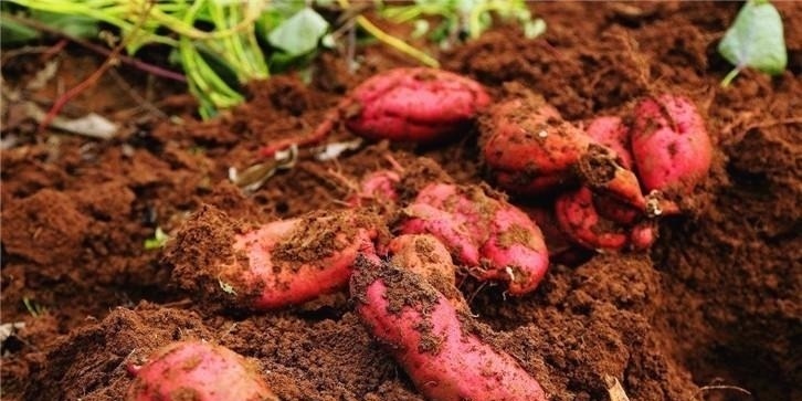 一样是红薯，“红心”和“白心”哪种好？知道以后别再瞎买了