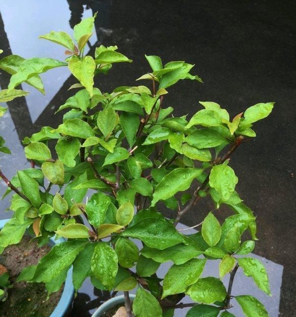 春季扦插三角梅,“随便”剪点枝,白糖当生根粉,沾土就生根