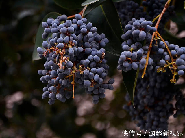 纯天然|纯天然“雄激素”原来是此物,每周泡水喝3次,男性轻松养肾生精