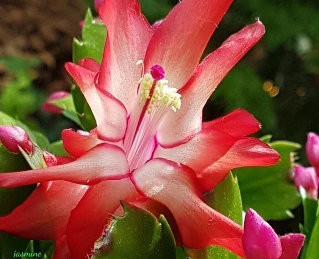 “生根剂”不用买,这2种家家都有,老花匠自己做生根快效果更好