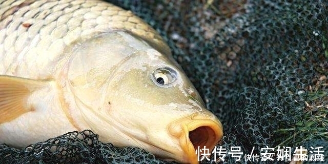 钓友|钓鱼二十年，现在才知鲤鱼逃跑“套路”，莫忽视，再不知情就亏了